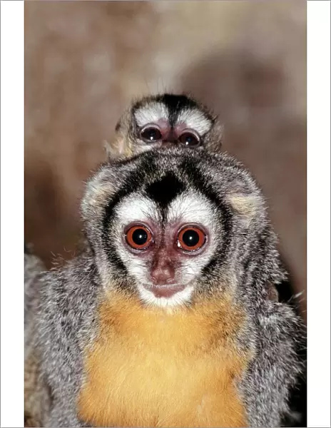 Pair of owl monkeys (Aotus trivirgatus)