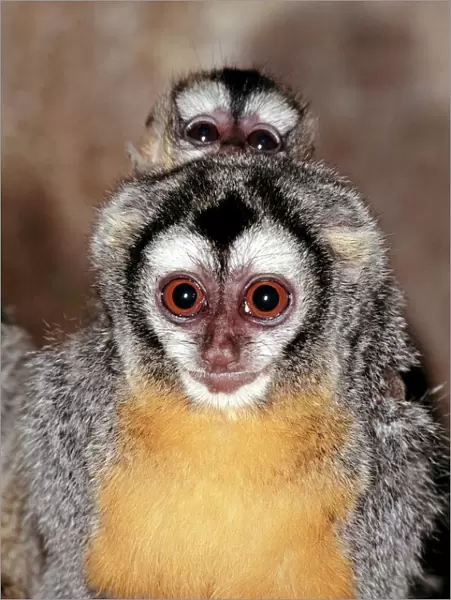 Pair of owl monkeys (Aotus trivirgatus)
