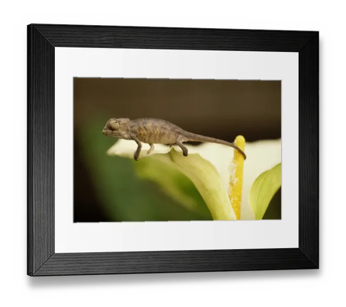 Framed Print : Baby Panther Chameleon (Chameleo pardalis) on calla(Zantedeschia sp) Framed Print : Baby Panther Chameleon (Chameleo pardalis) on calla(Zantedeschia sp)