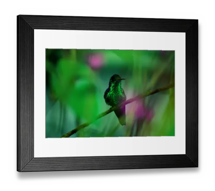 Framed Print : Copper-Rumped Hummingbird (Amazilia Tobaci) on Branch Framed Print : Copper-Rumped Hummingbird (Amazilia Tobaci) on Branch