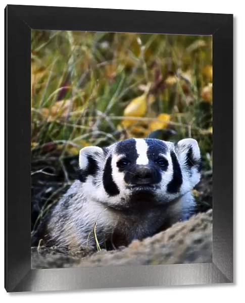American badger (Taxidea taxus) in den, Wyoming, USA, close-up