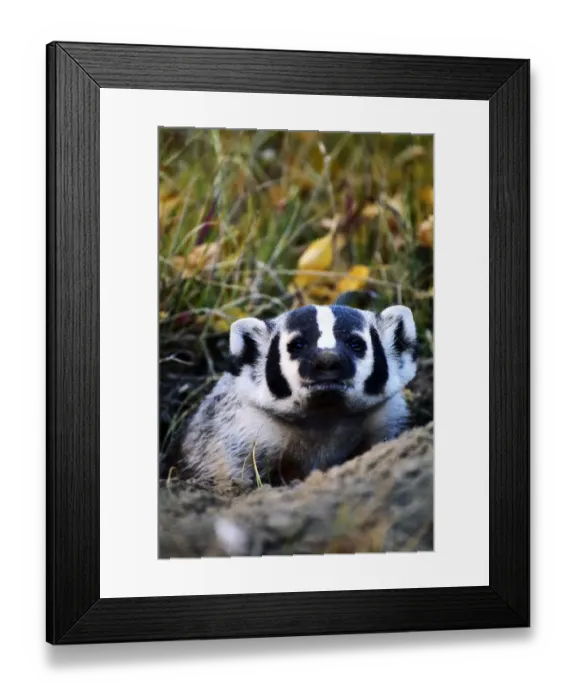 Framed Print : American badger (Taxidea taxus) in den, Wyoming, USA, close-up Framed Print : American badger (Taxidea taxus) in den, Wyoming, USA, close-up