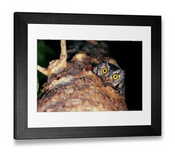 Framed Print : Female whiskered screech-owl (Otus trichopsis) peering from nest Framed Print : Female whiskered screech-owl (Otus trichopsis) peering from nest