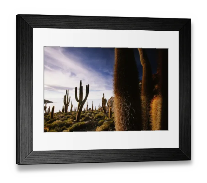 Framed Print : Bolivia, Salar de Uyuni, Isla Pescado, giant cacti Framed Print : Bolivia, Salar de Uyuni, Isla Pescado, giant cacti