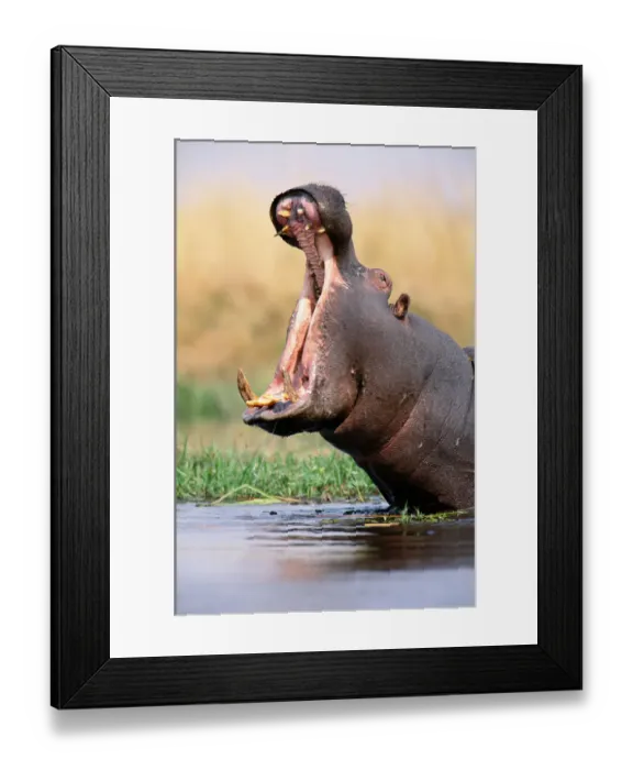Framed Print : Hippopotamus (Hippopotamus amphibius) with mouth open wide Framed Print : Hippopotamus (Hippopotamus amphibius) with mouth open wide