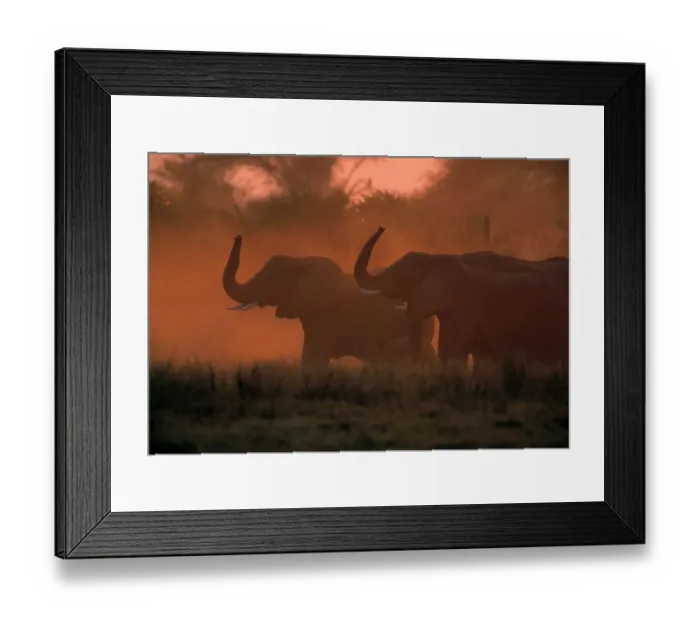 Framed Print : African Elephants (Loxodanta africana) in silhouette, Okvango Delta, B Framed Print : African Elephants (Loxodanta africana) in silhouette, Okvango Delta, B