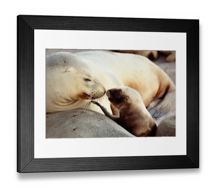 Framed Print : New Zealand Sea Lion (Phocarctos Hookeri), Enderby Island, New Zealand Framed Print : New Zealand Sea Lion (Phocarctos Hookeri), Enderby Island, New Zealand