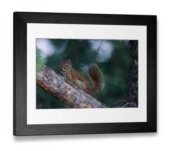 Framed Print : Red Squirrel in Tree, Yellowstone National Park Framed Print : Red Squirrel in Tree, Yellowstone National Park