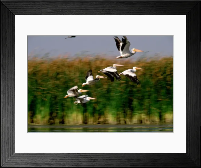 Framed Print : American White Pelicans in Flight Framed Print : American White Pelicans in Flight
