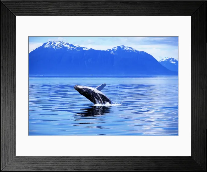 Framed Print : Humpback Whale Breaching, Alaska Framed Print : Humpback Whale Breaching, Alaska