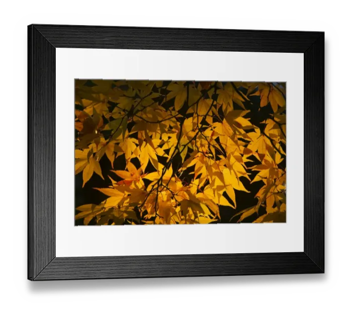 Framed Print : Fall colour, Japanese maple, Japan Framed Print : Fall colour, Japanese maple, Japan