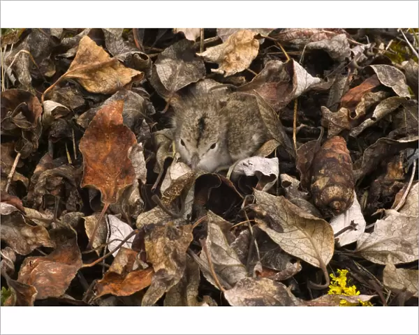 Spotted sandpiper chick (Actitis macularia) camouflaged in dead leaves