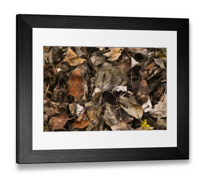 Framed Print : Spotted sandpiper chick (Actitis macularia) camouflaged in dead leaves Framed Print : Spotted sandpiper chick (Actitis macularia) camouflaged in dead leaves