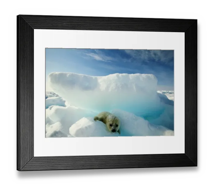 Framed Print : Harp seal (Phoca groenlandica) on iceberg Framed Print : Harp seal (Phoca groenlandica) on iceberg