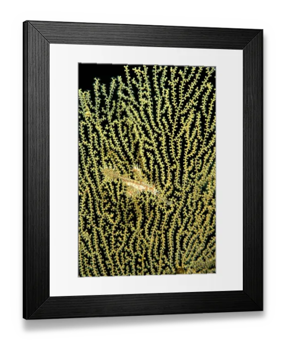 Framed Print : Harlequin ghost pipefish (Solenostomos paradoxus) on Sea fan Framed Print : Harlequin ghost pipefish (Solenostomos paradoxus) on Sea fan