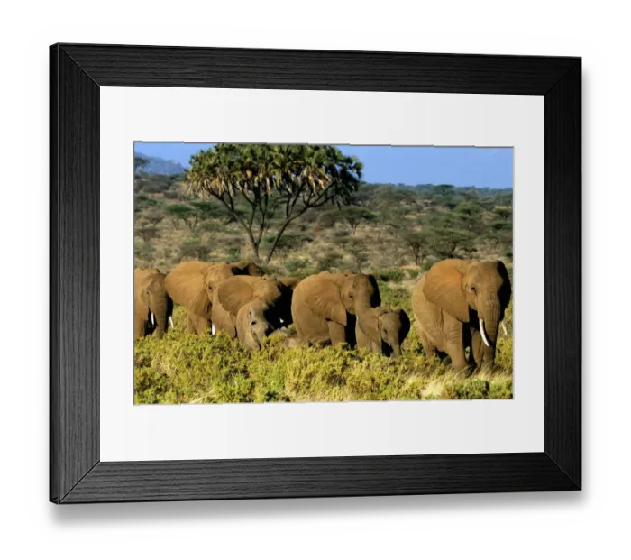 Framed Print : African elephant (Loxodonta africana) herd Framed Print : African elephant (Loxodonta africana) herd