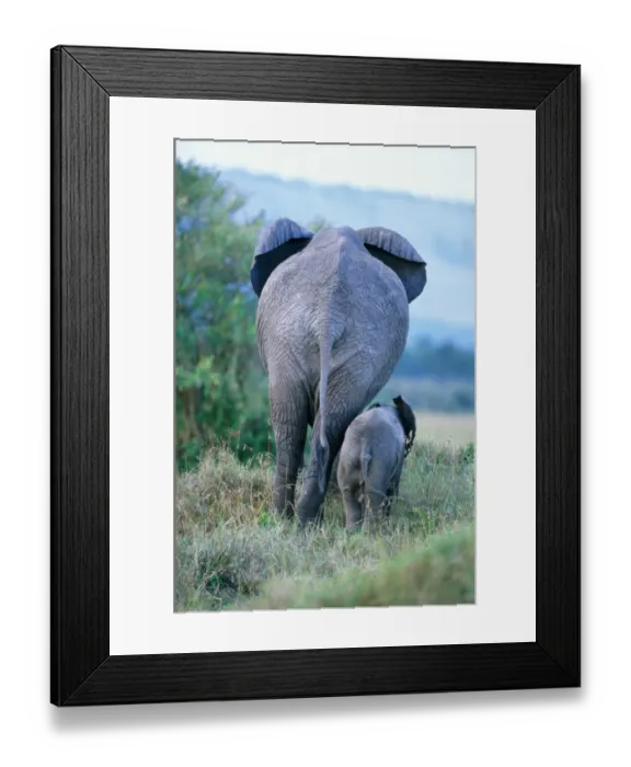 Framed Print : African elephant (Loxodonta africana) cow and calf Framed Print : African elephant (Loxodonta africana) cow and calf