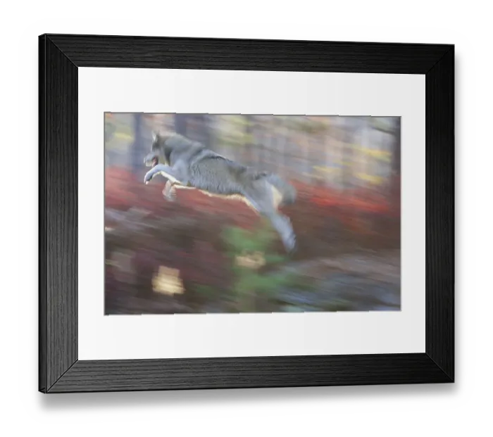 Framed Print : Grey wolf (Canis lupus) leaping (blurred motion) Framed Print : Grey wolf (Canis lupus) leaping (blurred motion)