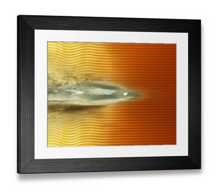 Framed Print : Shark Framed Print : Shark