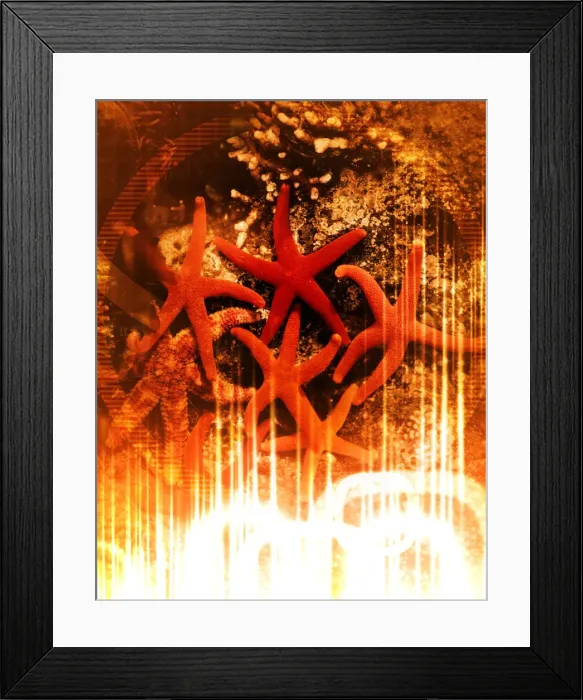 Framed Print : Starfish in Tidal Pool Framed Print : Starfish in Tidal Pool