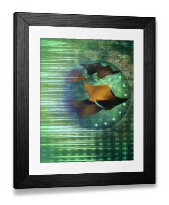 Framed Print : Sting Rays in the Caribbean Framed Print : Sting Rays in the Caribbean