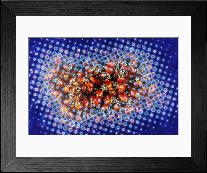 Framed Print : Ladybugs Framed Print : Ladybugs