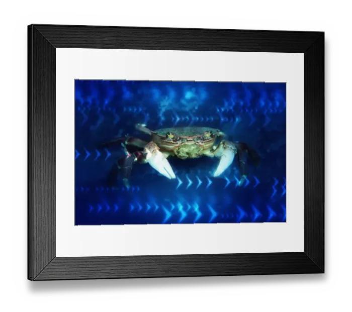 Framed Print : Crab Framed Print : Crab