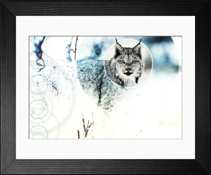 Framed Print : Canadian Lynx Framed Print : Canadian Lynx