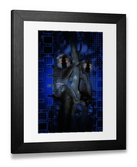 Framed Print : Red Fronted Brown Lemur Framed Print : Red Fronted Brown Lemur