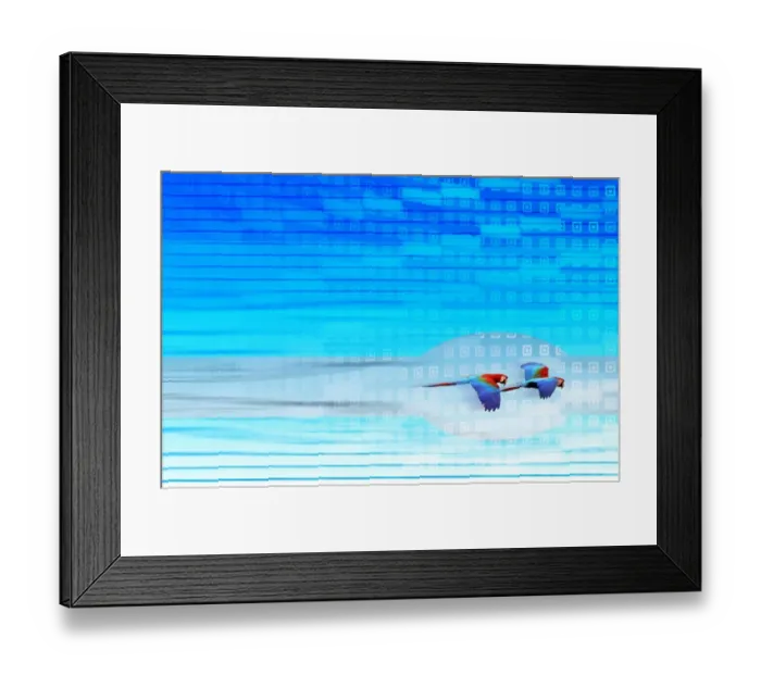 Framed Print : Scarlet and Green Winged Macaws