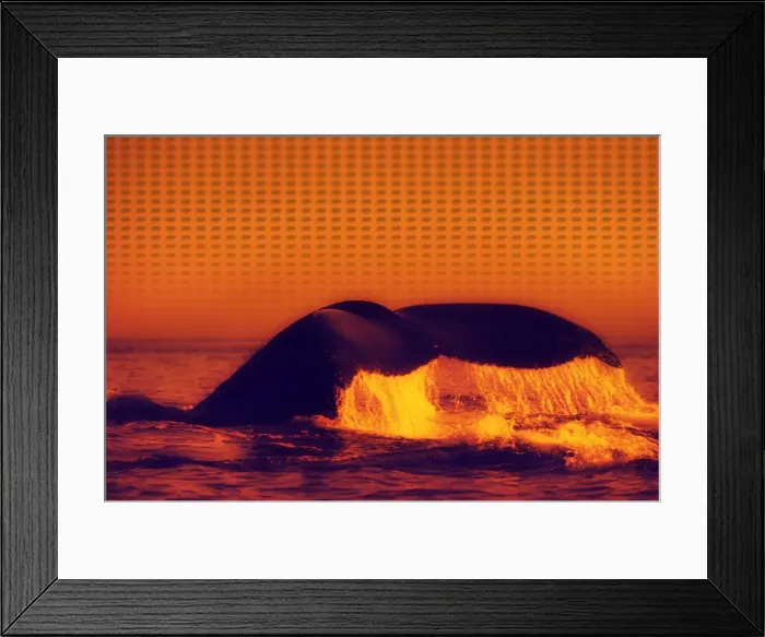 Framed Print : Fin of Humpback Whale Framed Print : Fin of Humpback Whale