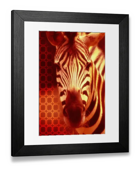 Framed Print : Zebra