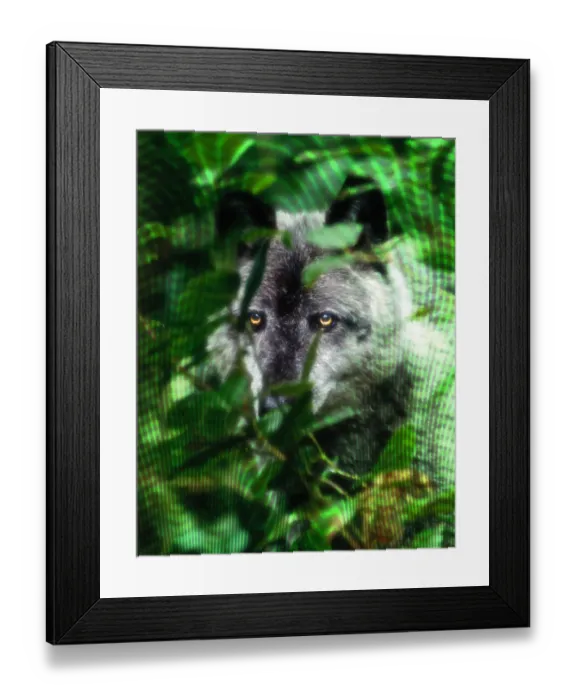 Framed Print : Wolf Framed Print : Wolf