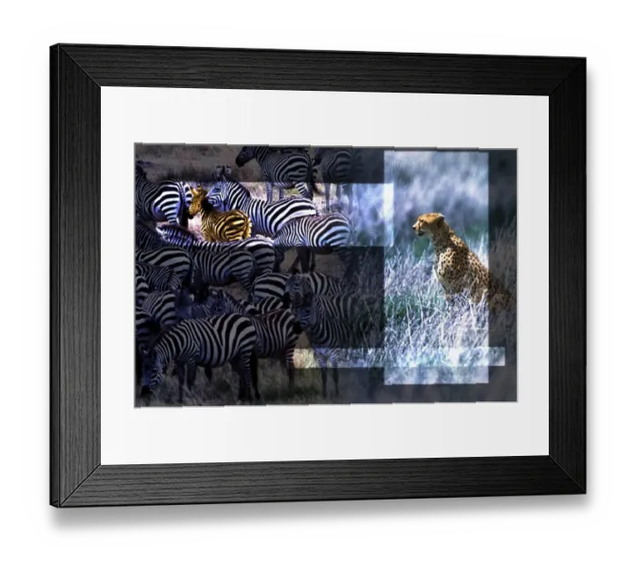 Framed Print : Cheetah and Zebras Framed Print : Cheetah and Zebras