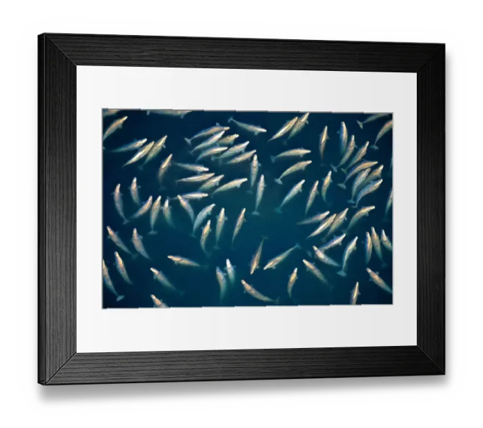 Framed Print : Beluga whales (Delphinapterus leucasat), Canada Framed Print : Beluga whales (Delphinapterus leucasat), Canada