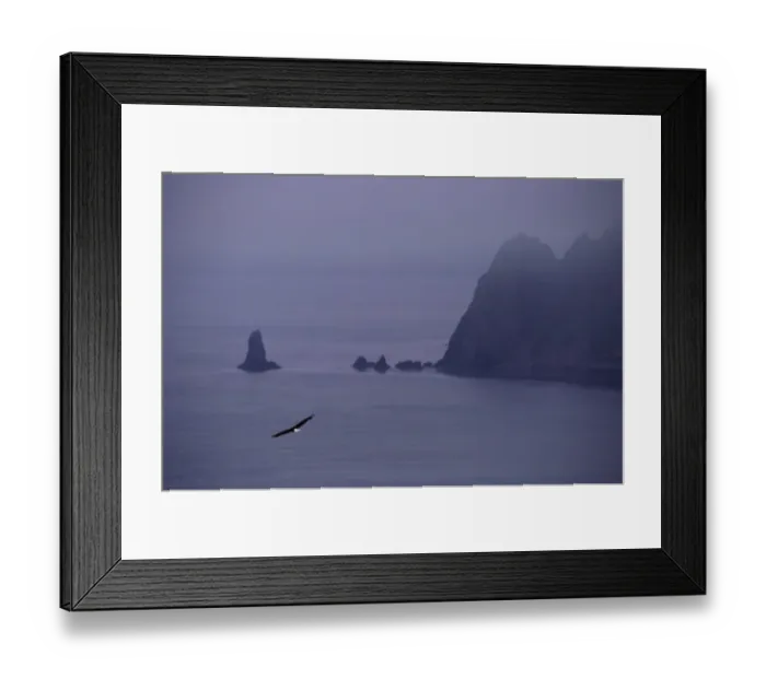 Framed Print : Bald Eagles (Haliaeetus Leucocephalus) in Flight Framed Print : Bald Eagles (Haliaeetus Leucocephalus) in Flight