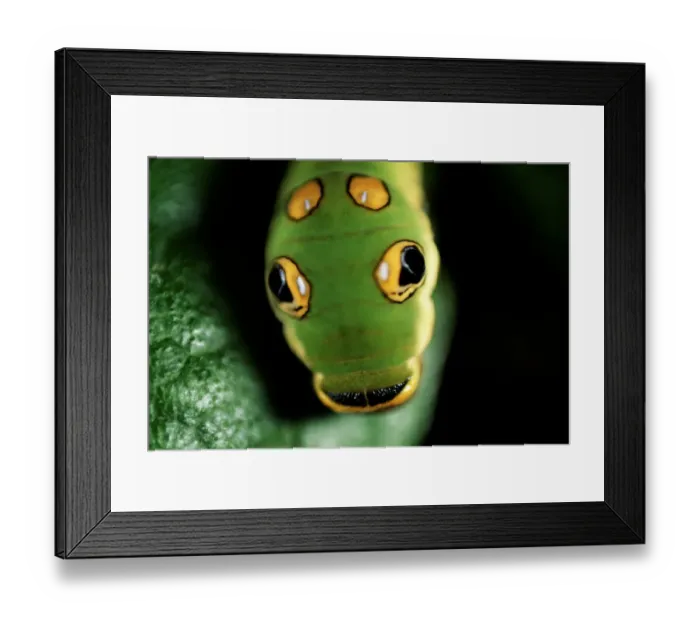 Framed Print : Spicebush swallowtail caterpillar (Papilio troilus) USA, head-shot
