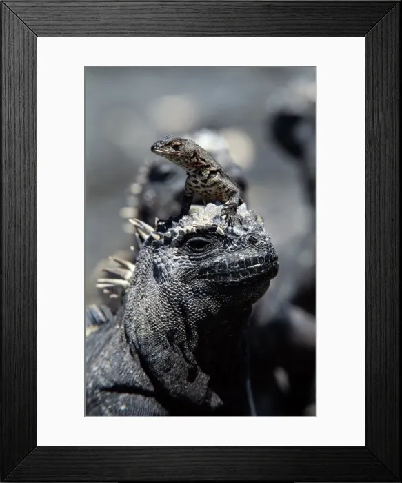 Framed Print : Marine iguana (Amblyrnchus cristatus) with young, Ecuador Framed Print : Marine iguana (Amblyrnchus cristatus) with young, Ecuador