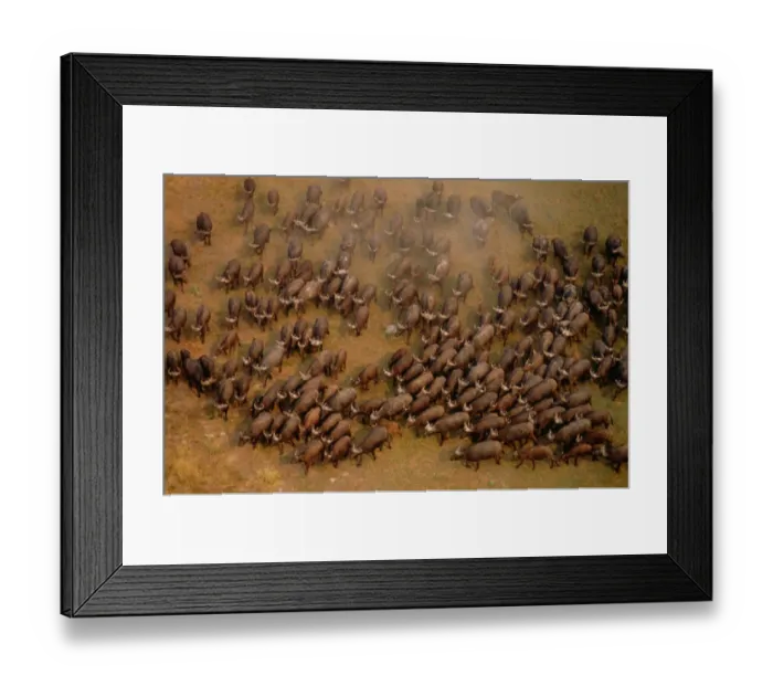 Framed Print : African buffalo (Syncerus caffer), aerial view, South Africa Framed Print : African buffalo (Syncerus caffer), aerial view, South Africa