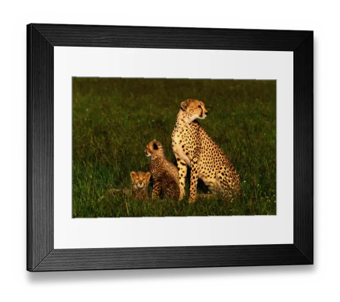 Framed Print : Cheetah with cubs (Acinonyx jubatus), Masai Mara NR, Kenya Framed Print : Cheetah with cubs (Acinonyx jubatus), Masai Mara NR, Kenya