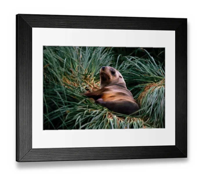 Framed Print : Southern Fur Seal (Arctocephalus gazella) lounging in tall grass Framed Print : Southern Fur Seal (Arctocephalus gazella) lounging in tall grass