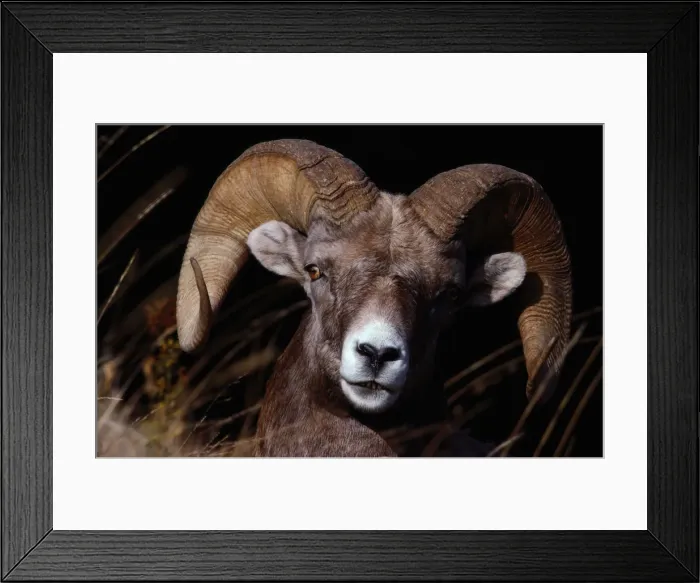 Framed Print : Bighorn sheep (Ovis canadensis), close-up, Yellowstone NP, Wyoming Framed Print : Bighorn sheep (Ovis canadensis), close-up, Yellowstone NP, Wyoming