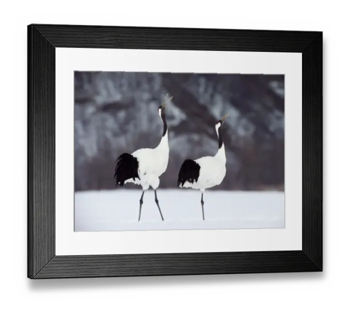 Framed Print : Red-crowned cranes (Grus japonensis) in snowy field, Japan