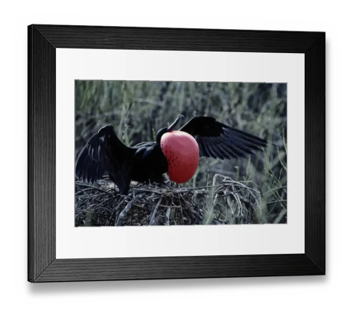 Framed Print : Magnificent Frigate (Fregata Magnificens) Displaying Red Sack
