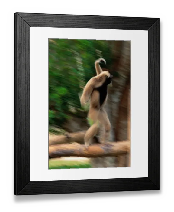 Framed Print : Capped Gibbon (Hylobates Pileatus) (Blurred Motion) Framed Print : Capped Gibbon (Hylobates Pileatus) (Blurred Motion)