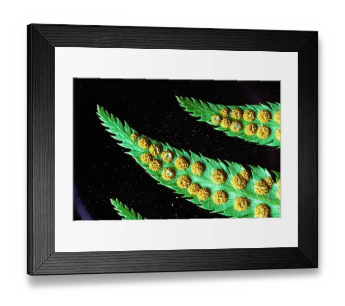Framed Print : USA, Washington, sword fern (Nephrolepis exaltata) frond spores Framed Print : USA, Washington, sword fern (Nephrolepis exaltata) frond spores