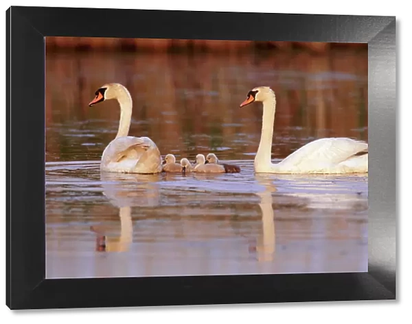 Mute swans (Cygnus olor) with cygnets swimming, New Jersey, USA