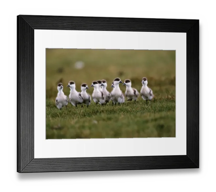 Framed Print : Ruddy shelduck (Tadorna ferruginea) ducklings on grass, Mongolia Framed Print : Ruddy shelduck (Tadorna ferruginea) ducklings on grass, Mongolia