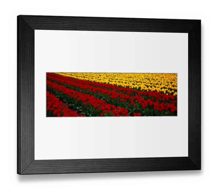 Framed Print : Fields of red and yellow tulips (Liliaceae sp. ) Washington, USA Framed Print : Fields of red and yellow tulips (Liliaceae sp. ) Washington, USA