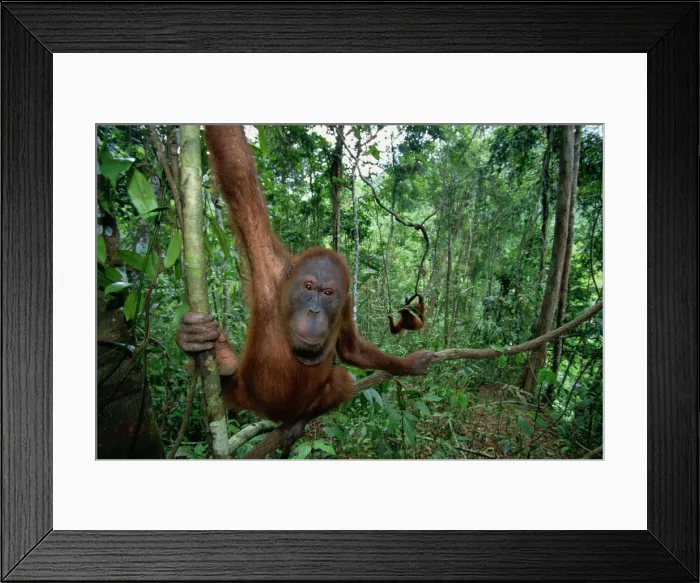 Framed Print : Sumatran orangutan (Pongo pongo abelii) Indonesia, close-up Framed Print : Sumatran orangutan (Pongo pongo abelii) Indonesia, close-up